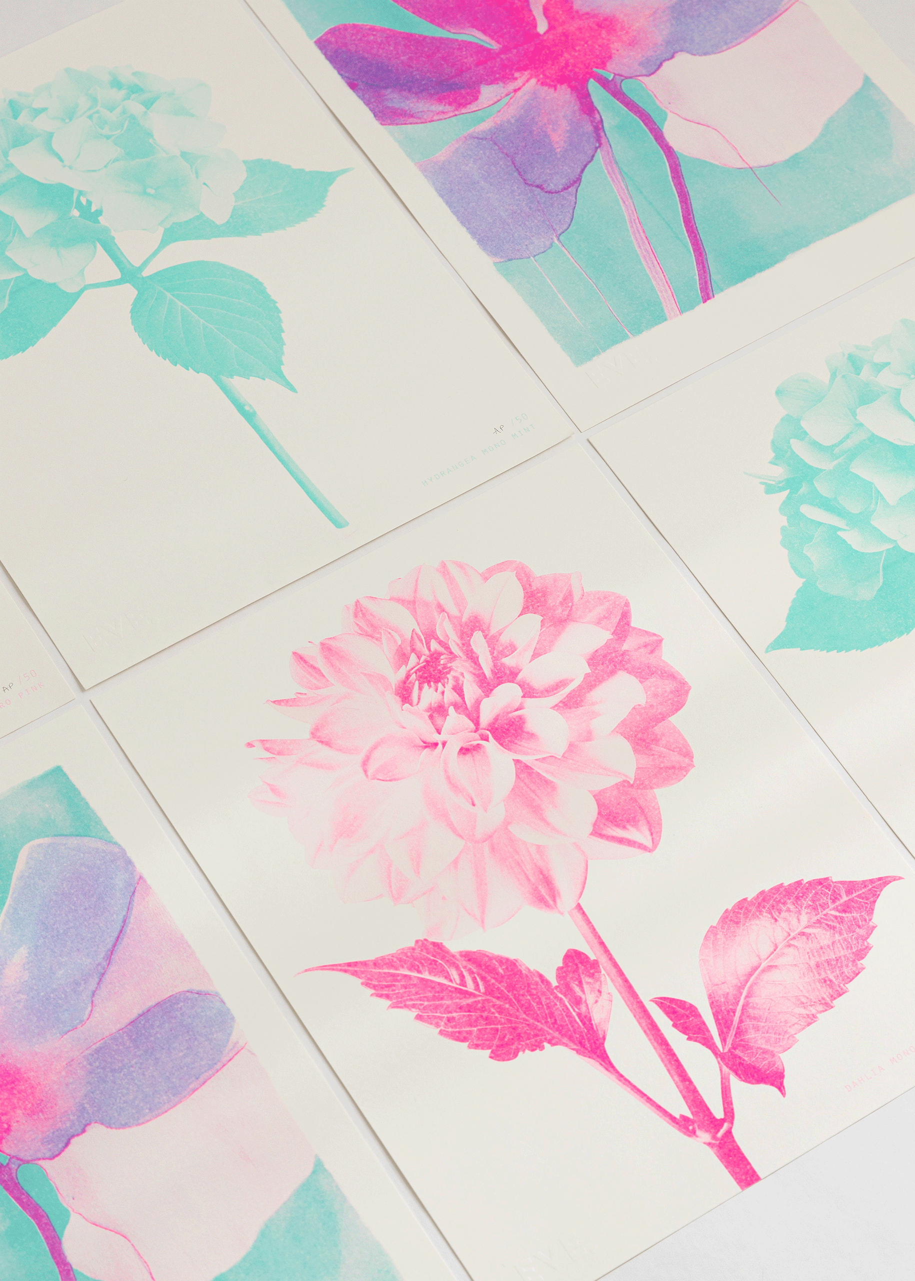 Dahlia Mono Fluoro Pink Risograph Print