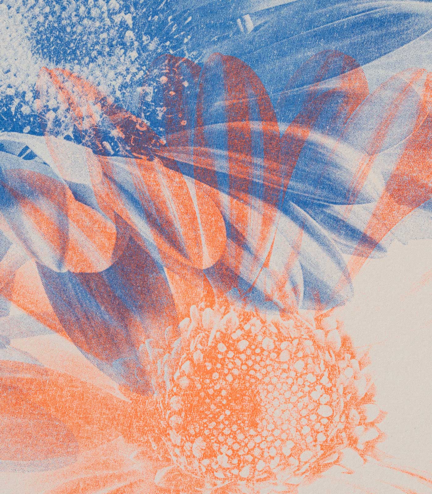 Gerbera Mono Cornflower Blue + Fluoro Orange Risograph Print