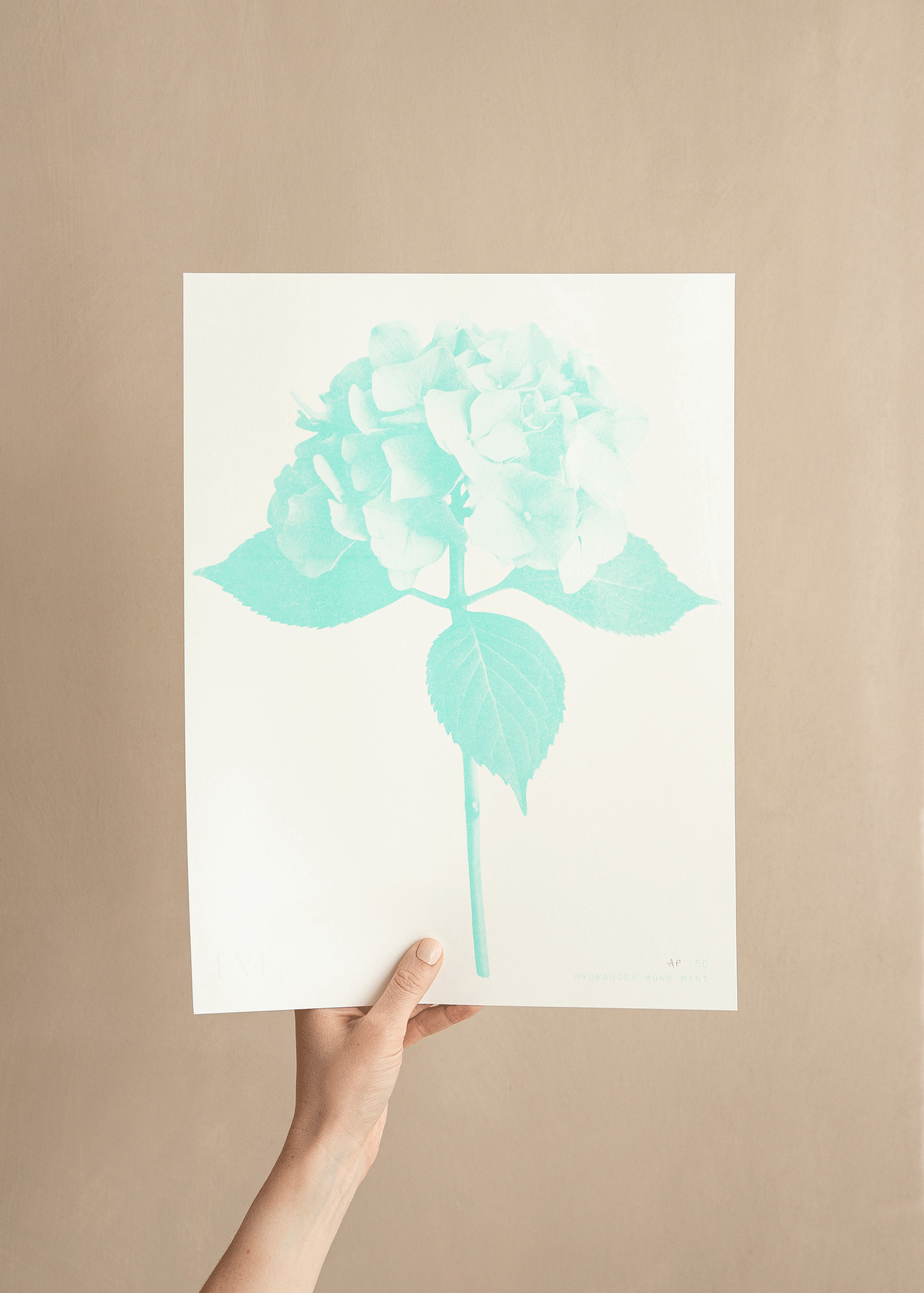 Hydrangea Mono Mint Risograph Print