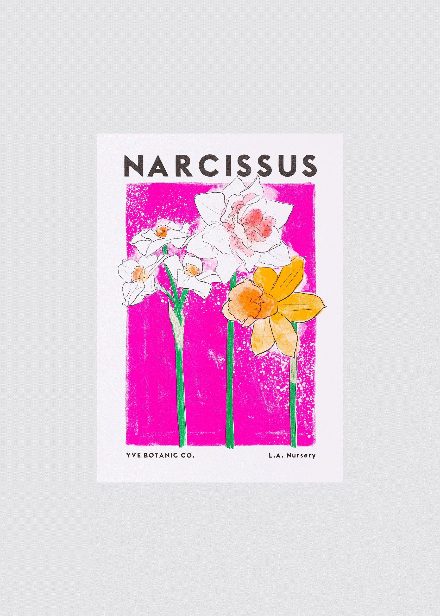 narcissus print